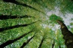 Arboriculture 274px