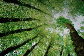 Arboriculture 274px